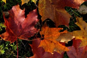 anne-nygard-usC4K8aX0uY-unsplash