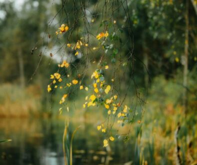 kristaps-ungurs-NGkETvANwE0-unsplash